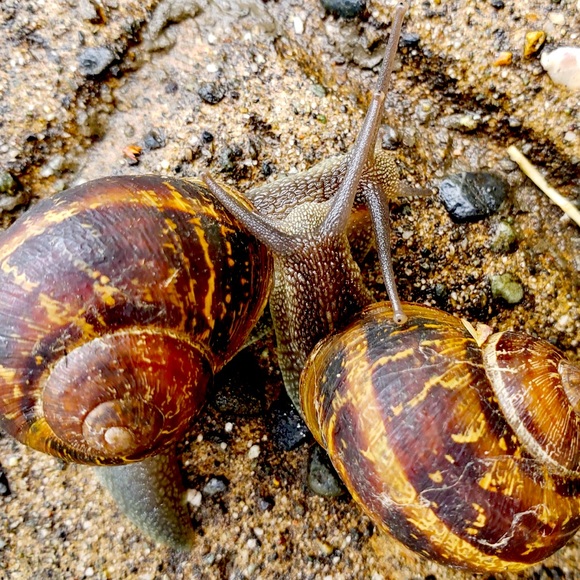 Meet your Posher, M - Picture 1 of 1